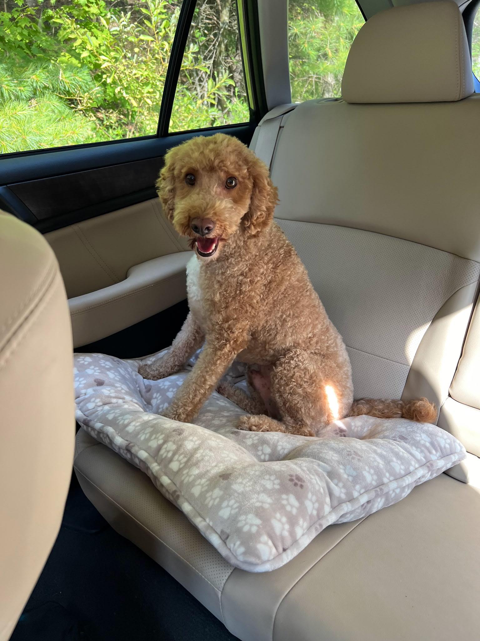 Teddy, an adoptable Goldendoodle, Miniature Poodle in Danville, VT, 05828 | Photo Image 1