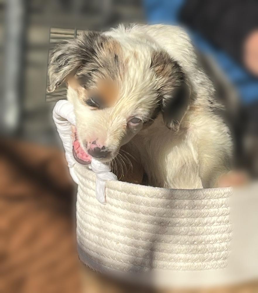 Donner, Adoptable, Puppy Male Australian Shepherd.