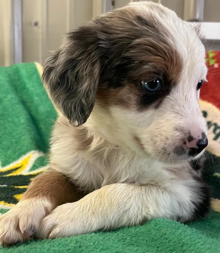 Donner, a Adoptable mixed breed in Mocksville, NC image 2/3