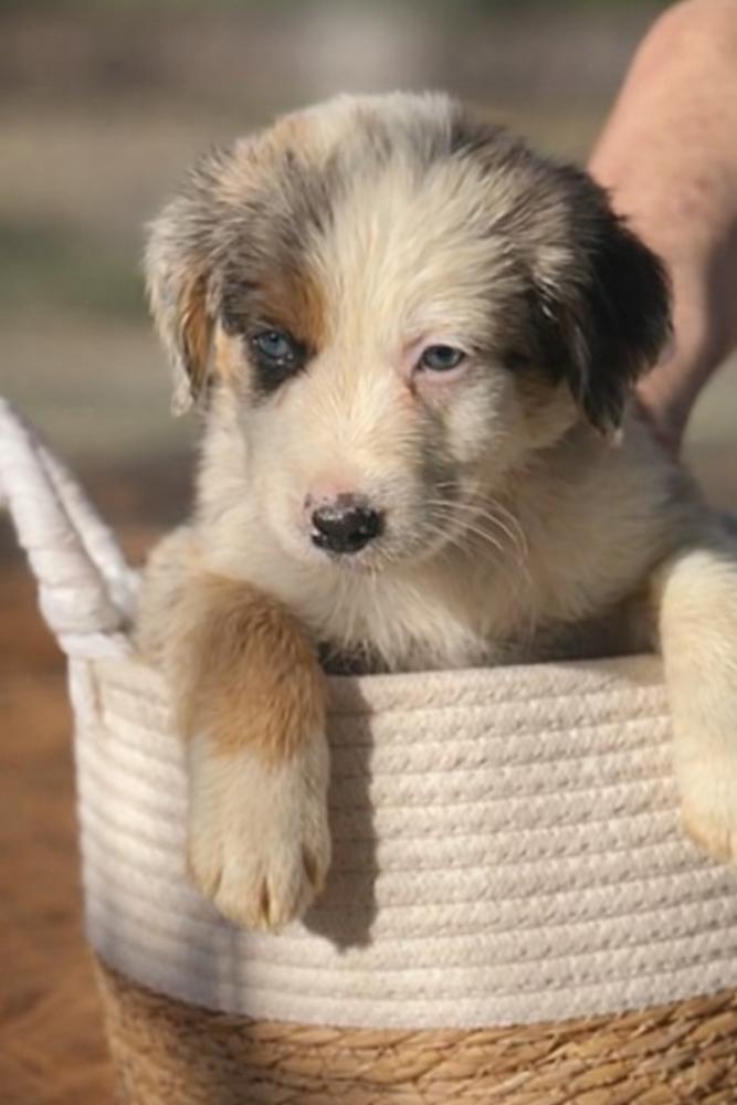 Donner, a Adoptable mixed breed in Mocksville, NC image 3/3