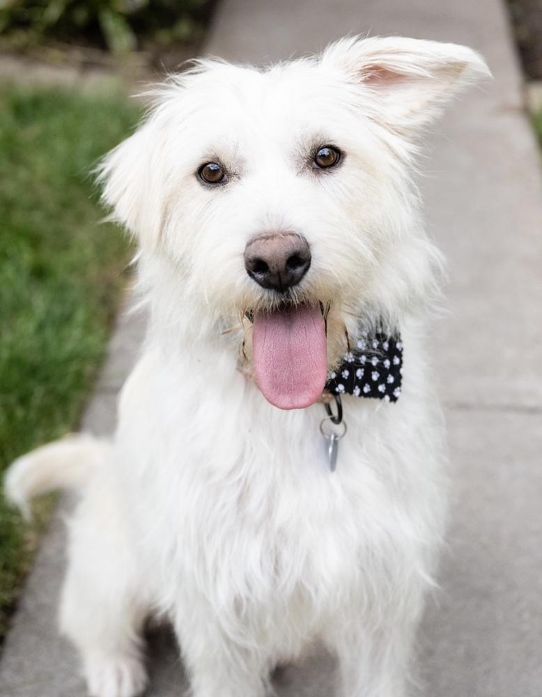 Josie **FTA**, a Adopted mixed breed in Plymouth, MN image 1/6