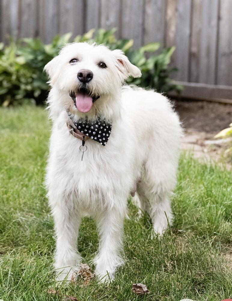 Josie **FTA**, a Adopted mixed breed in Plymouth, MN image 2/6