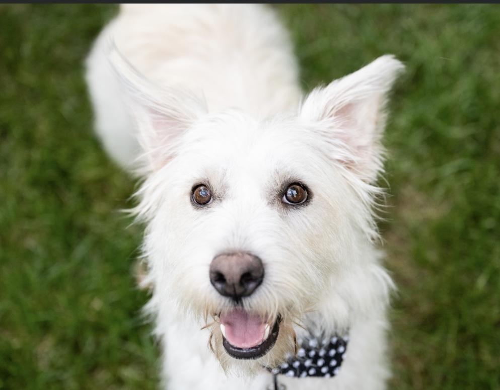 Josie **FTA**, a Adopted mixed breed in Plymouth, MN image 3/6