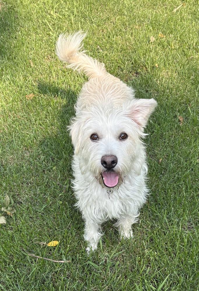 Josie **FTA**, a Adopted mixed breed in Plymouth, MN image 4/6