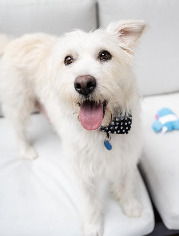 Josie **FTA**, a Adopted mixed breed in Plymouth, MN image 5/6