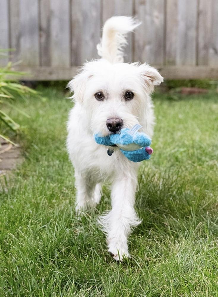 Josie **FTA**, a Adopted mixed breed in Plymouth, MN image 6/6