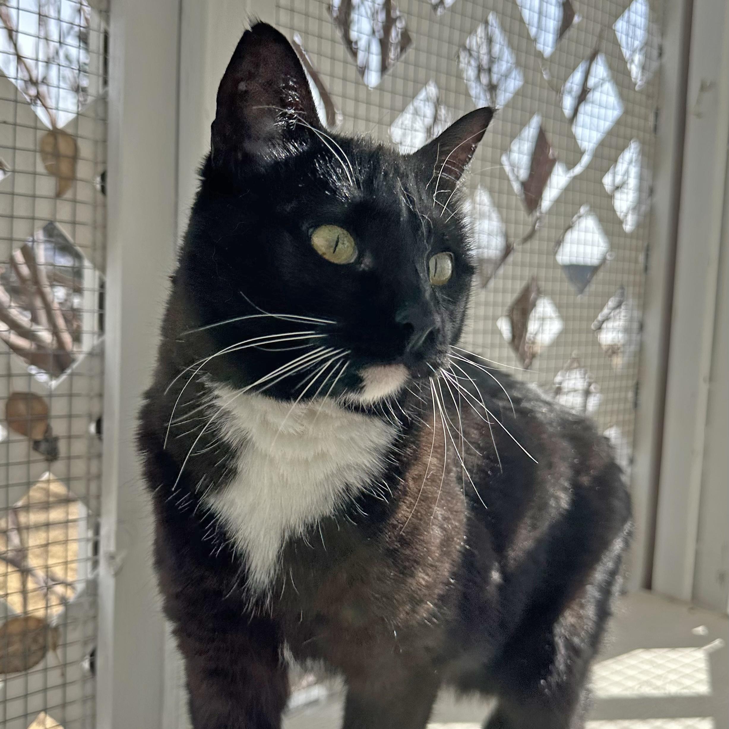 Gidget, an adoptable Manx in Ridgway, CO, 81432 | Photo Image 1