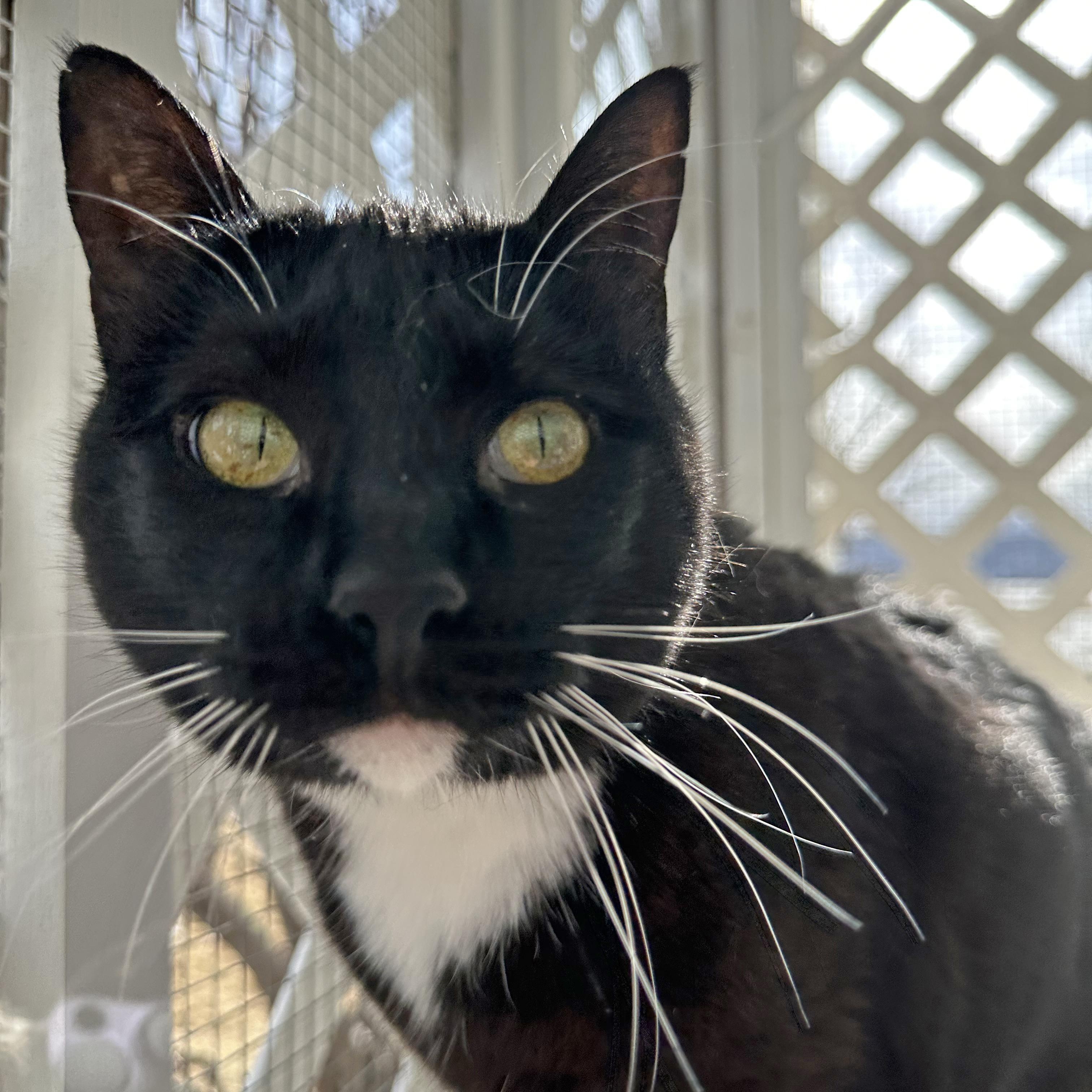 Gidget, an adoptable Manx in Ridgway, CO, 81432 | Photo Image 4