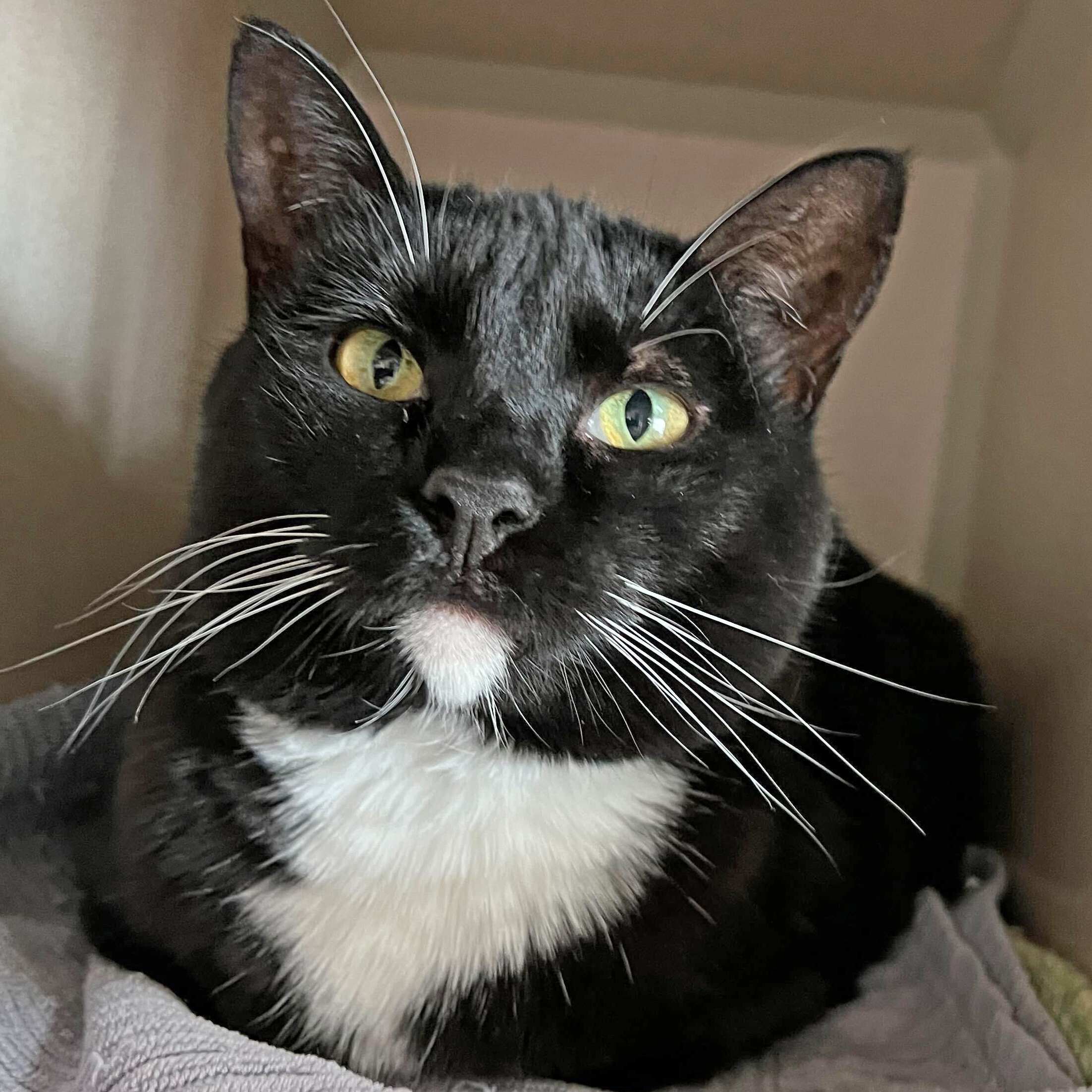 Gidget, an adoptable Manx in Ridgway, CO, 81432 | Photo Image 2