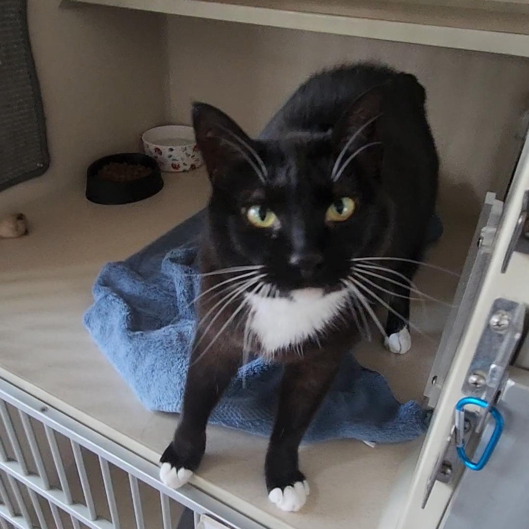Gidget, an adoptable Manx in Ridgway, CO, 81432 | Photo Image 3