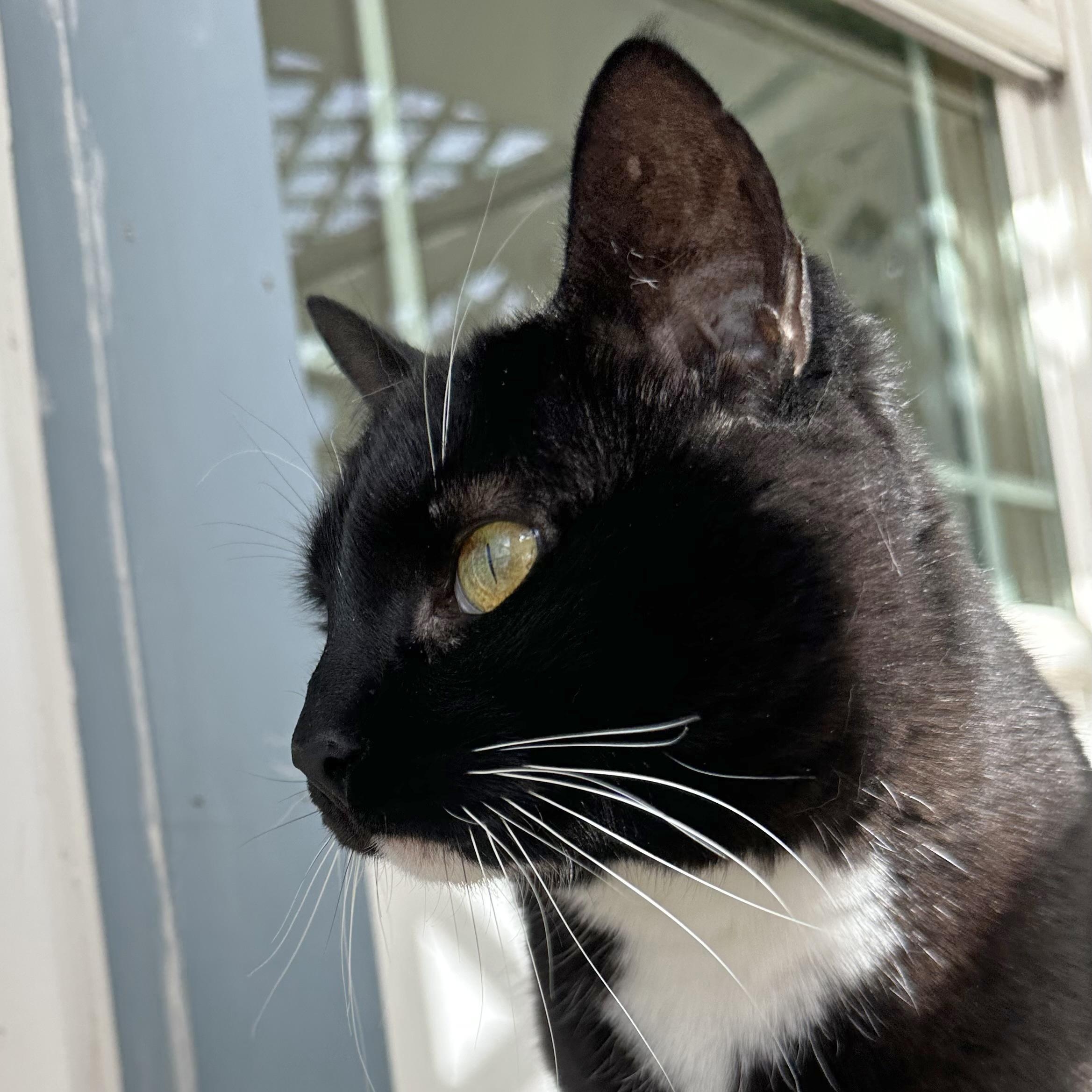 Gidget, an adoptable Manx in Ridgway, CO, 81432 | Photo Image 5