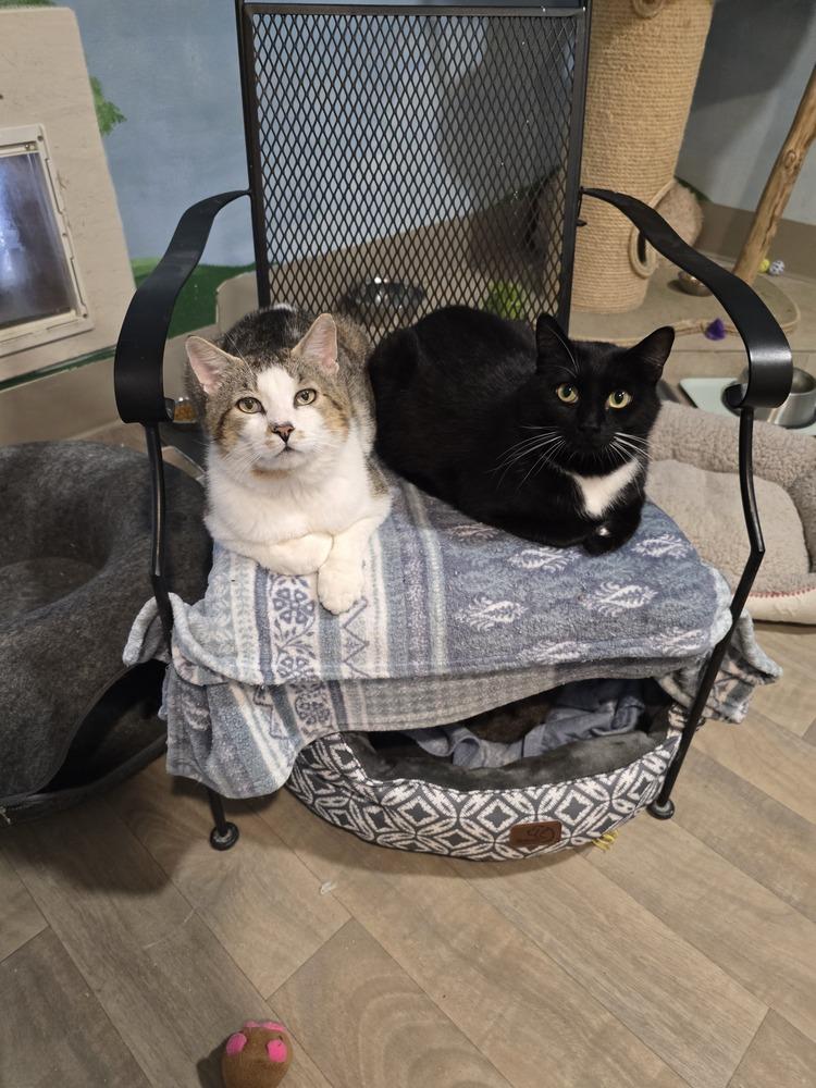 Emerson, a Adoptable Domestic Short Hair in Vancouver, WA image 1/2