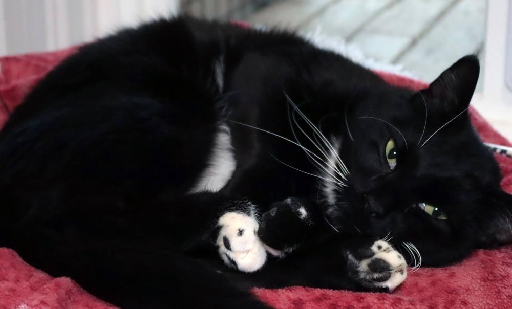 Emerson, a Adoptable Domestic Short Hair in Vancouver, WA image 3/6
