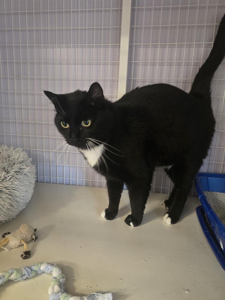Enlarge Emerson, a Adoptable Domestic Short Hair in Vancouver, WA image 1/1