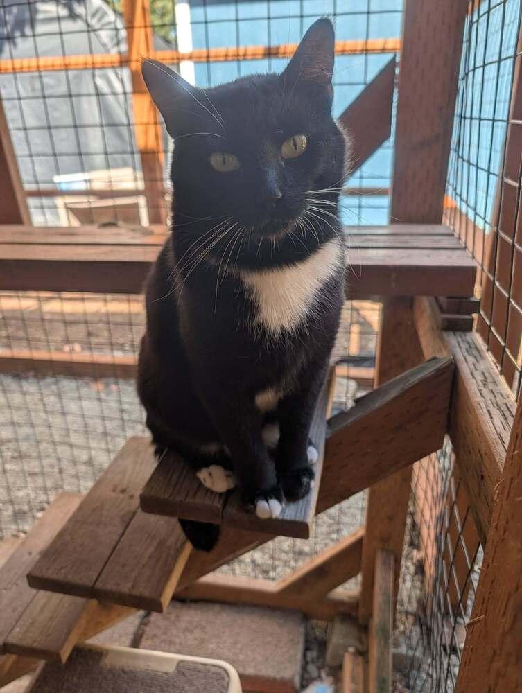 Emerson, a Adoptable Domestic Short Hair in Vancouver, WA image 5/6