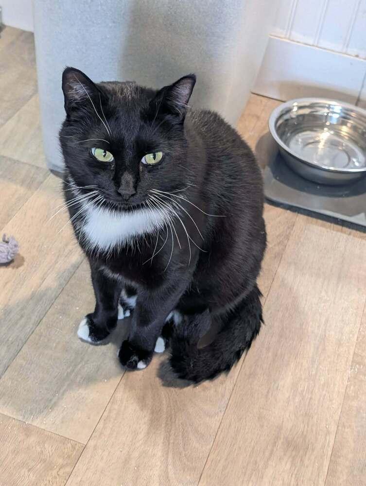 Emerson, a Adoptable Domestic Short Hair in Vancouver, WA image 6/6