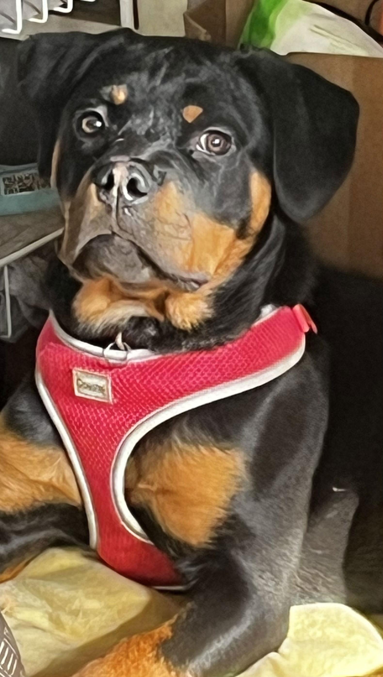 Jinx, Adopted, Puppy Female Rottweiler.