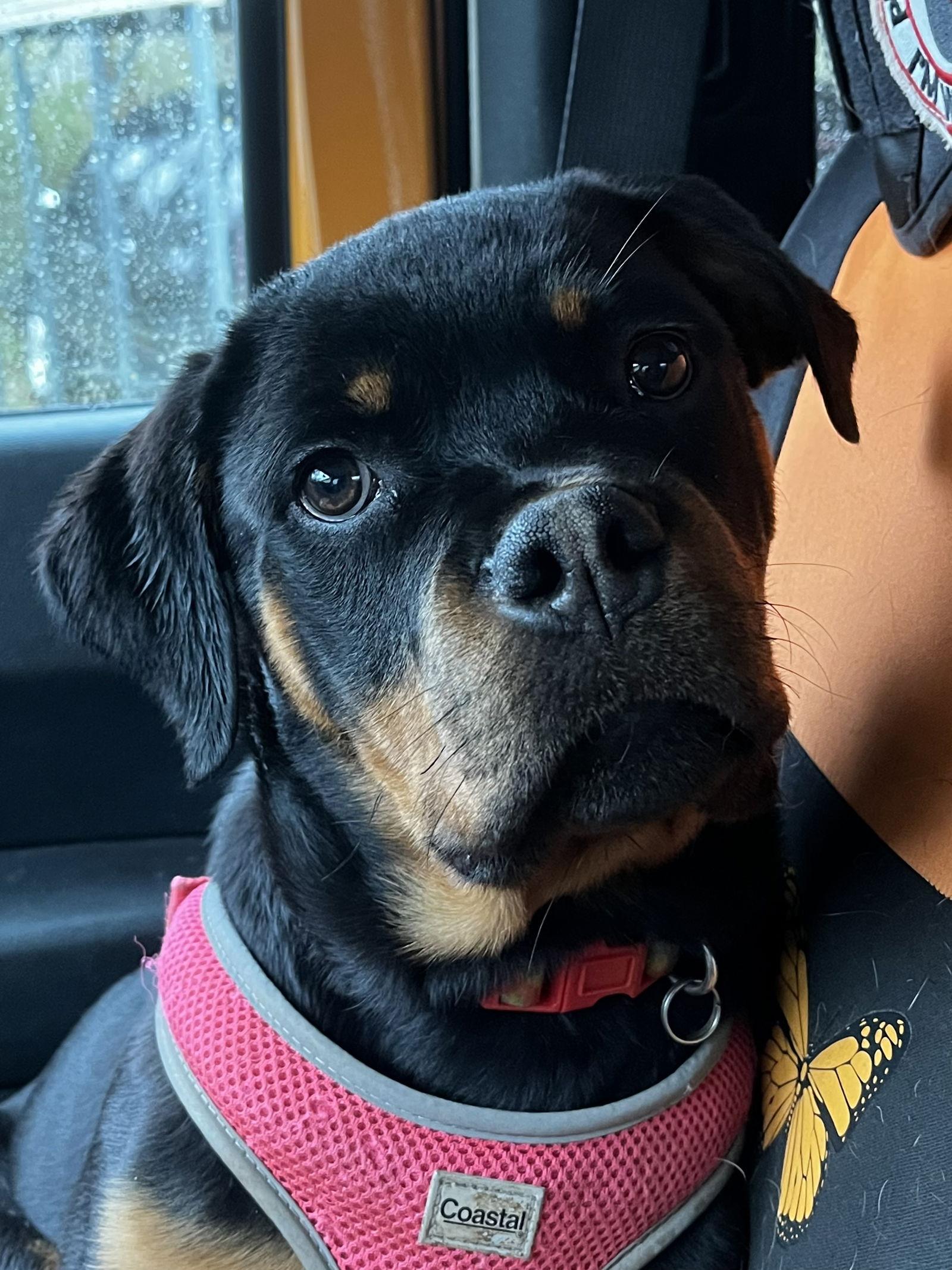 Enlarge Jinx, a Adopted Rottweiler in Mooresville, NC image 2/3