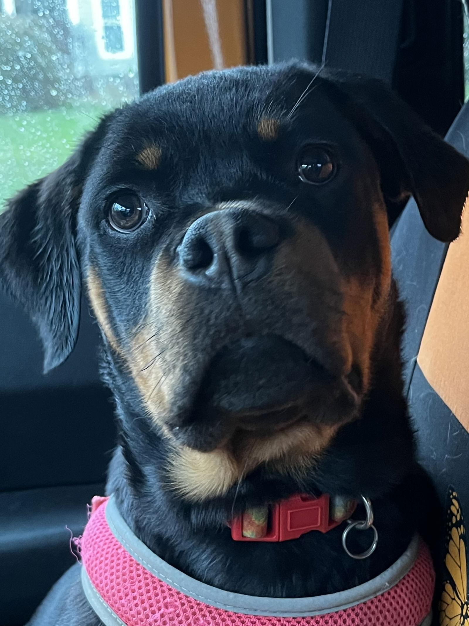 Enlarge Jinx, a Adopted Rottweiler in Mooresville, NC image 3/3