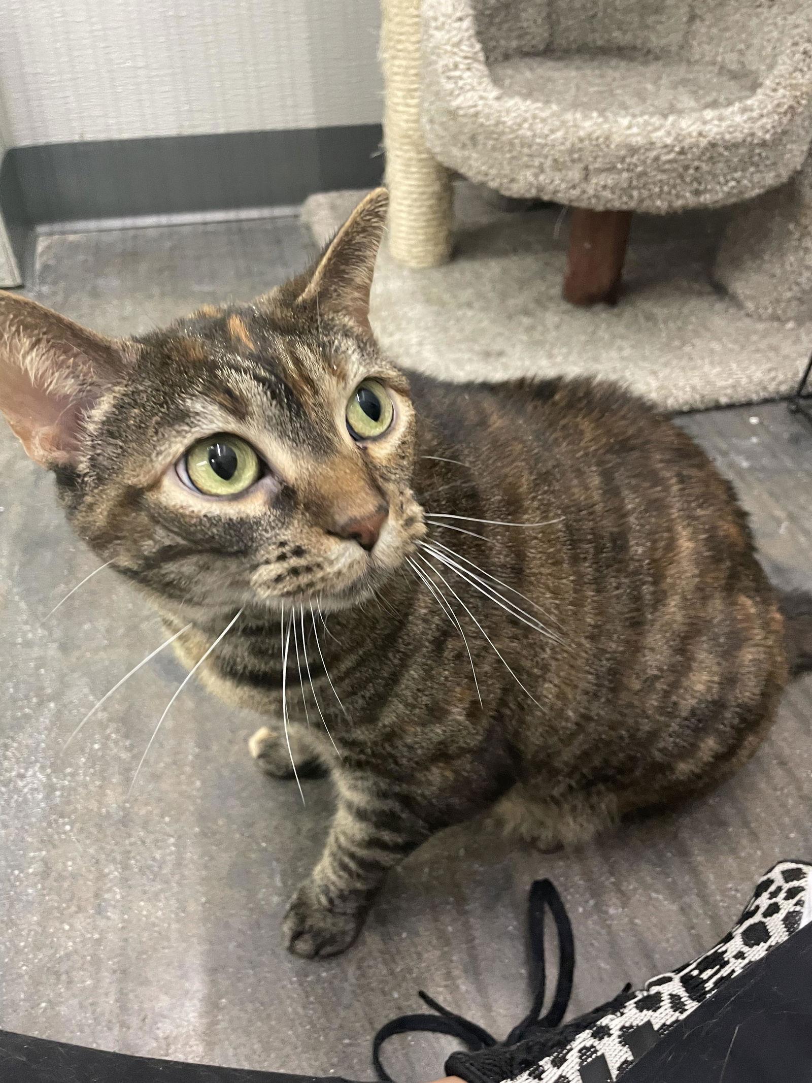 Gimlet, Adoptable, Adult Female Domestic Short Hair.