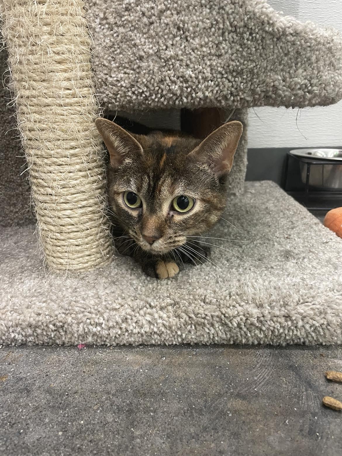 Gimlet, a Adoptable Domestic Short Hair in Rochester, NY image 2/3