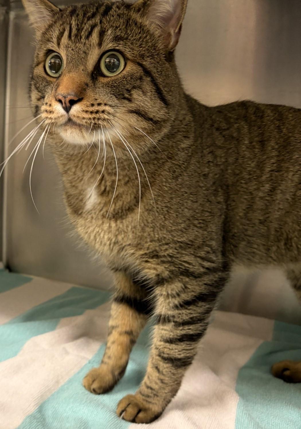 Enlarge Ellengale, an adopted Domestic Short Hair in Mississauga, ON image 2/2