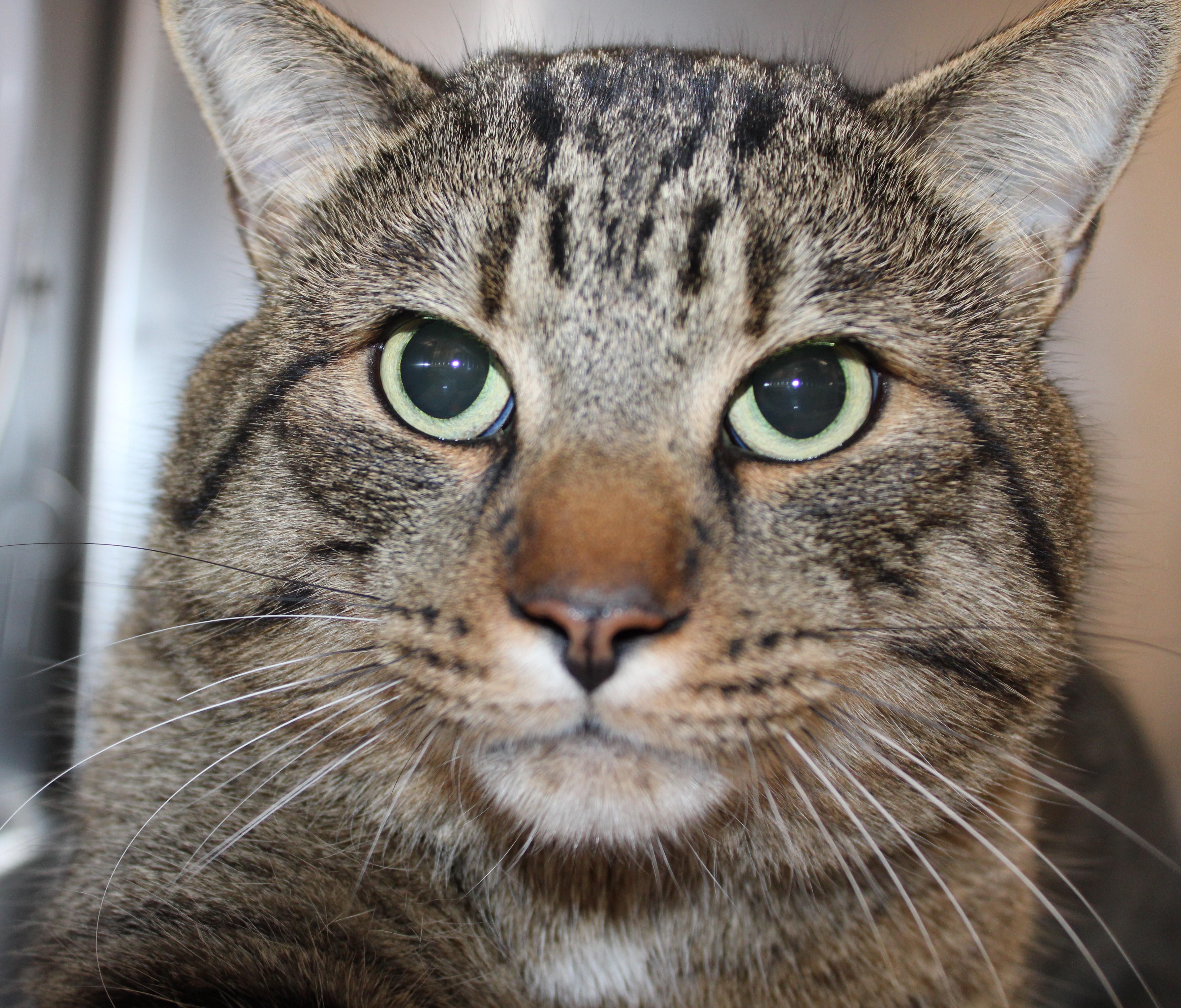 Enlarge Ellengale, an adopted Domestic Short Hair in Mississauga, ON image 1/2
