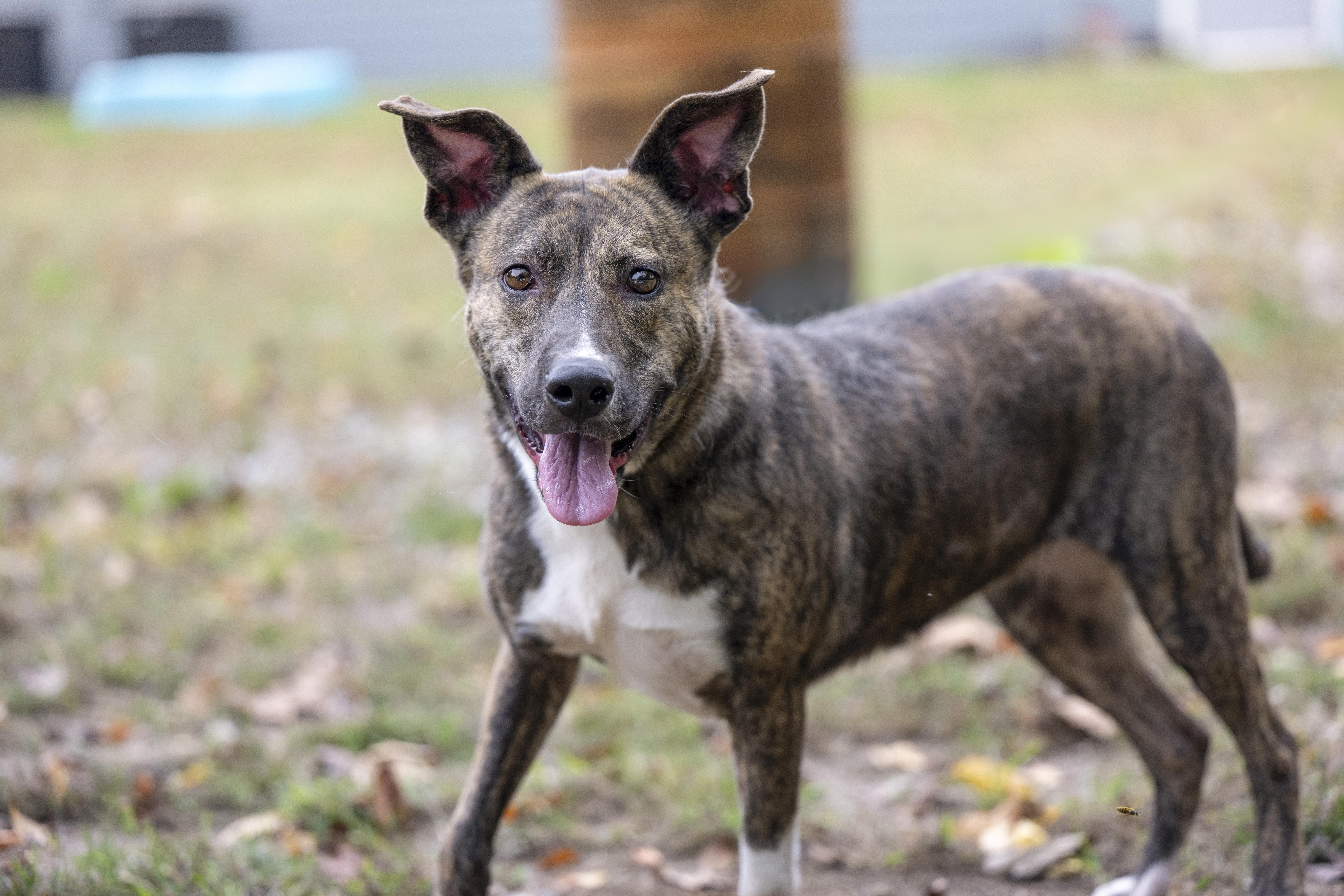 Nellie, Adoptable, Adult Female Pit Bull Terrier.