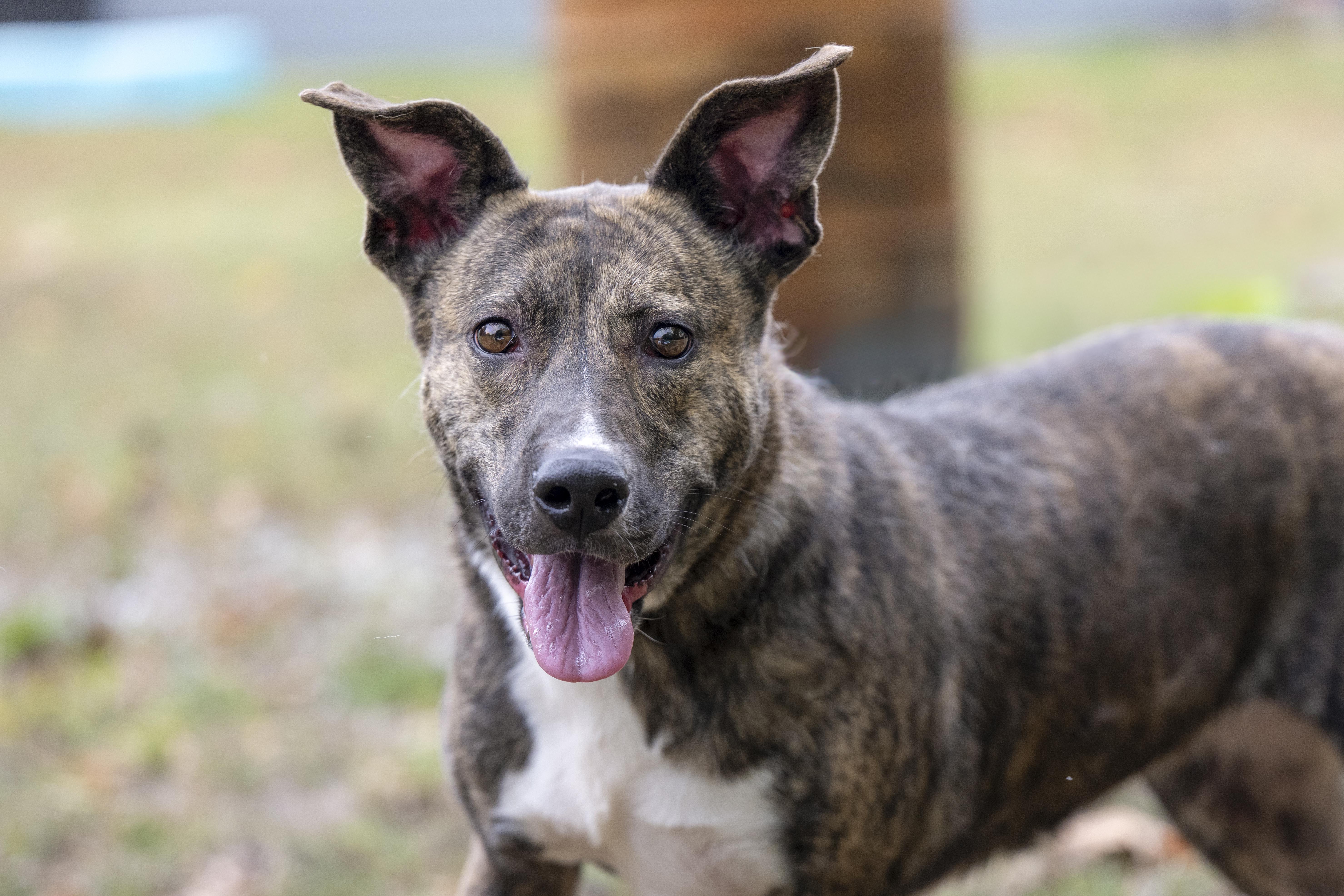 Nellie, a Adoptable mixed breed in Terre Haute, IN image 2/2