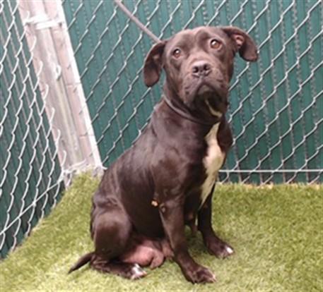 FATIMA, Adoptable, Adult Female Pit Bull Terrier.