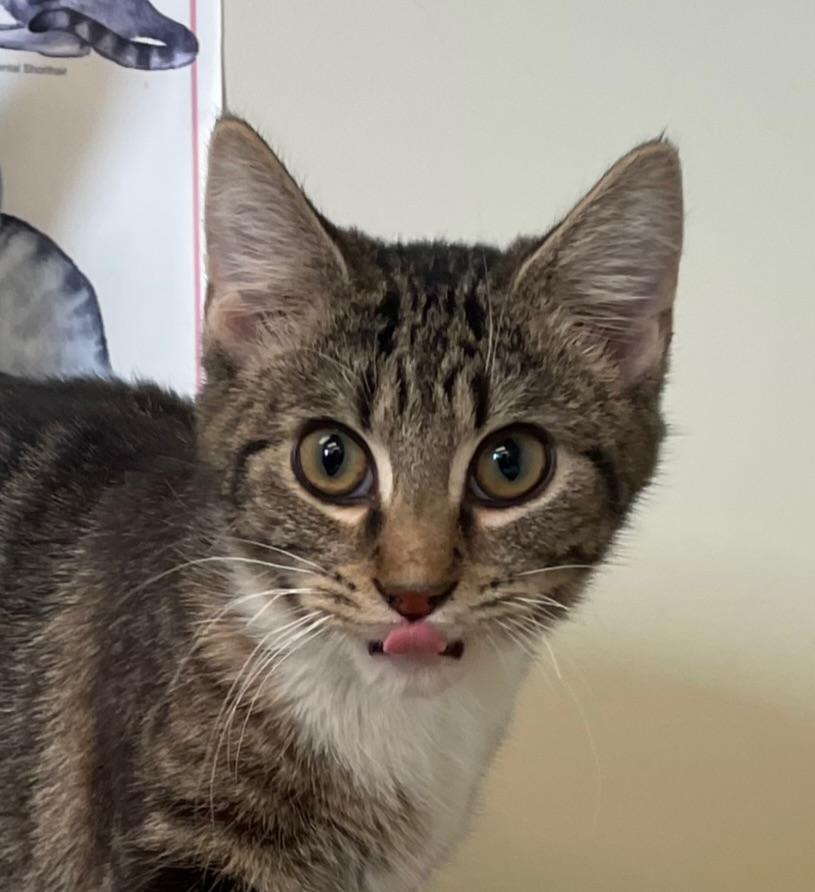 Winter, ADOPTABLE, Young Female Domestic Short Hair.