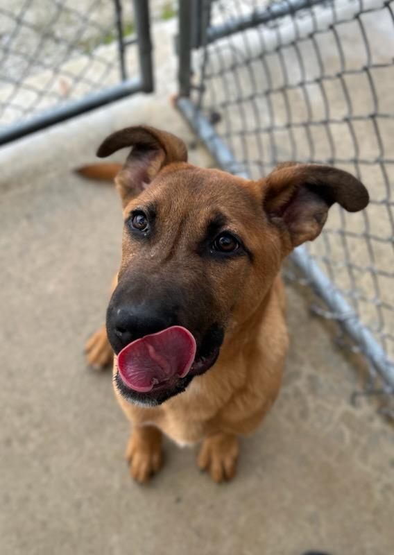 Enlarge Fletch, an adopted mixed breed in Manchester, TN image 2/4