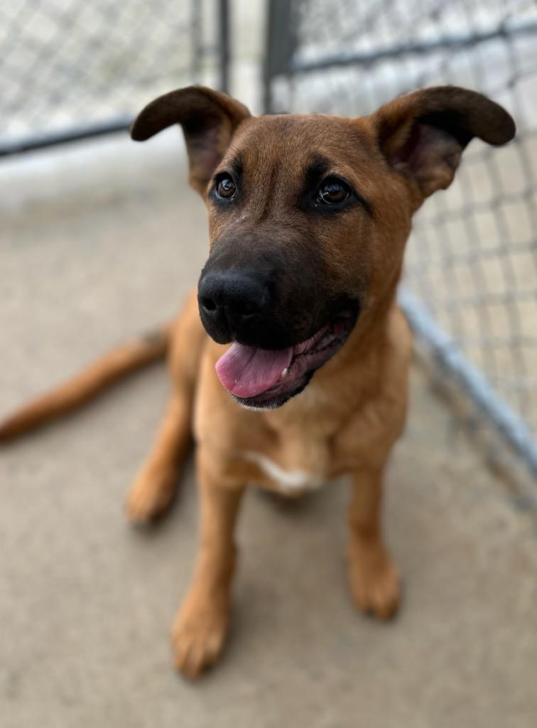 Enlarge Fletch, an adopted mixed breed in Manchester, TN image 3/4