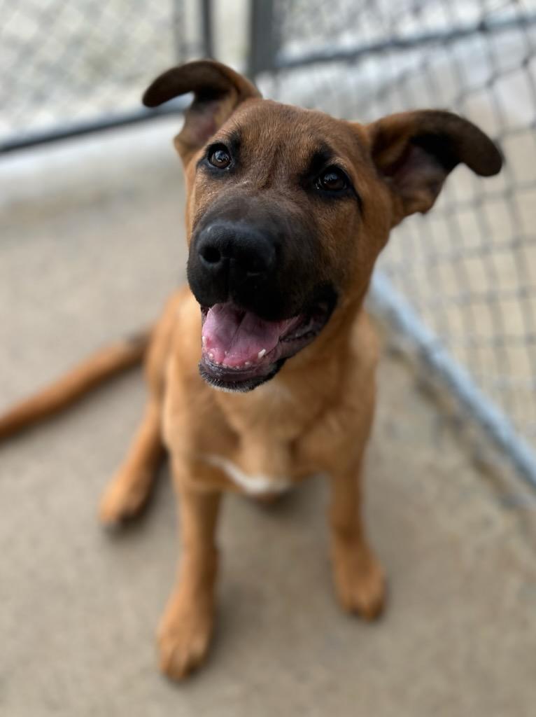 Enlarge Fletch, an adopted mixed breed in Manchester, TN image 1/4