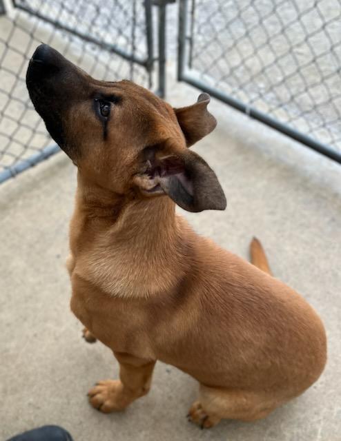 Enlarge Fletch, an adopted mixed breed in Manchester, TN image 4/4