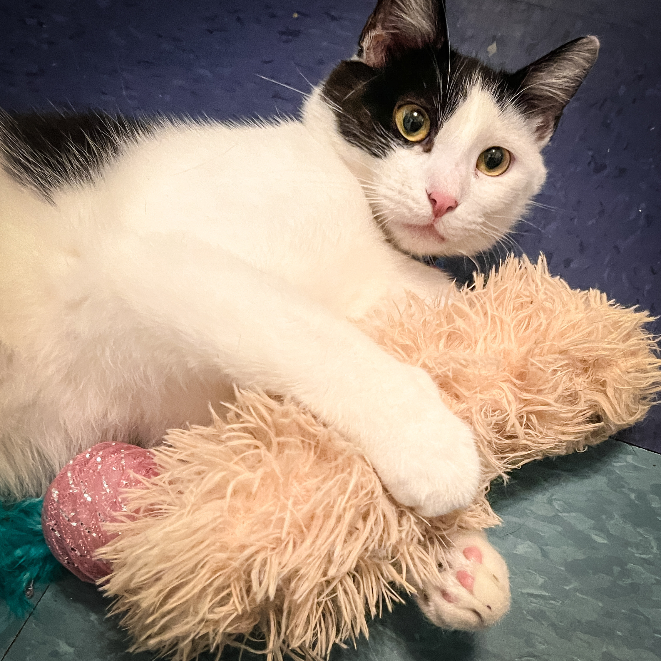 Pongo, an adoptable Domestic Short Hair in Sherman, TX, 75090 | Photo Image 1