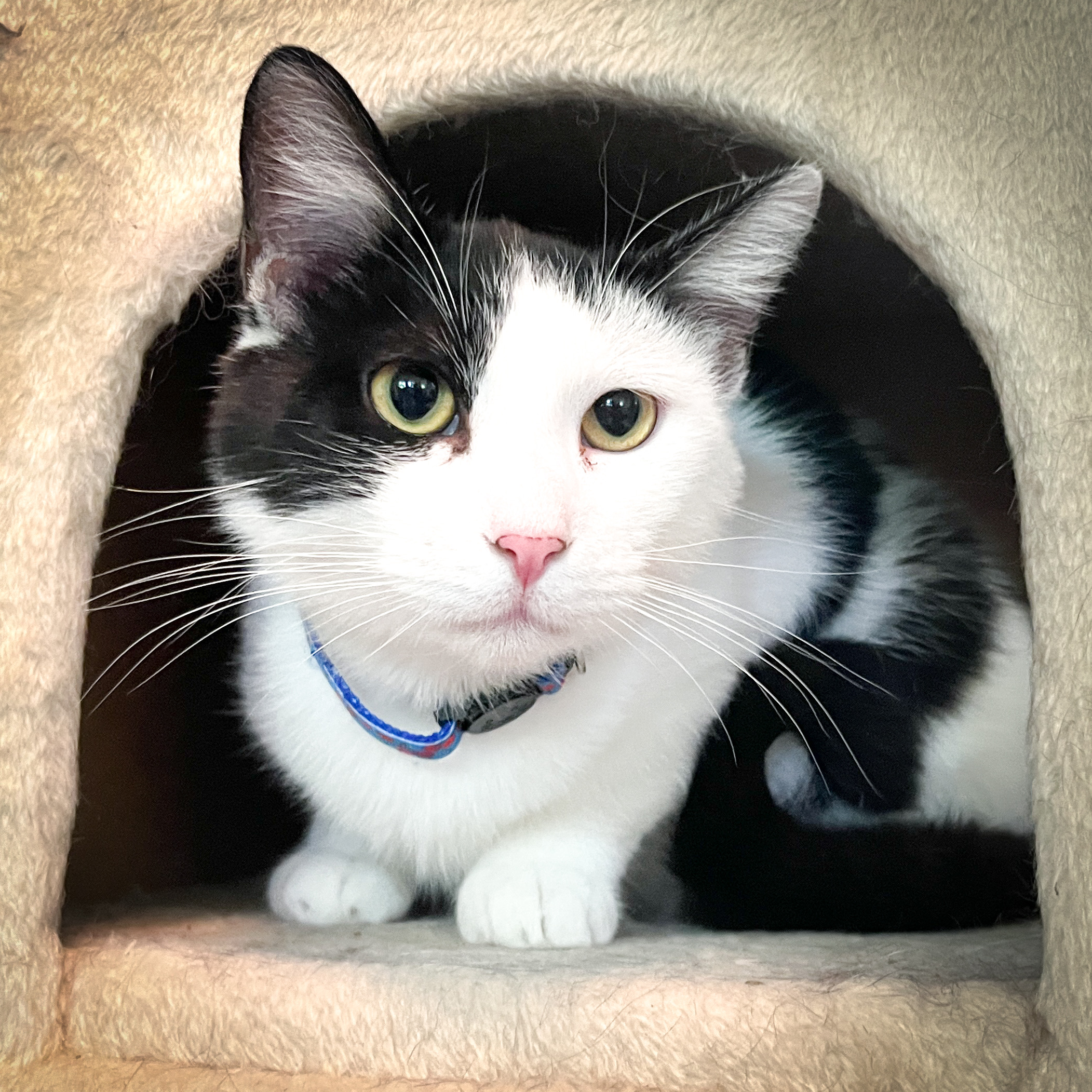Pongo, an adoptable Domestic Short Hair in Sherman, TX, 75090 | Photo Image 4