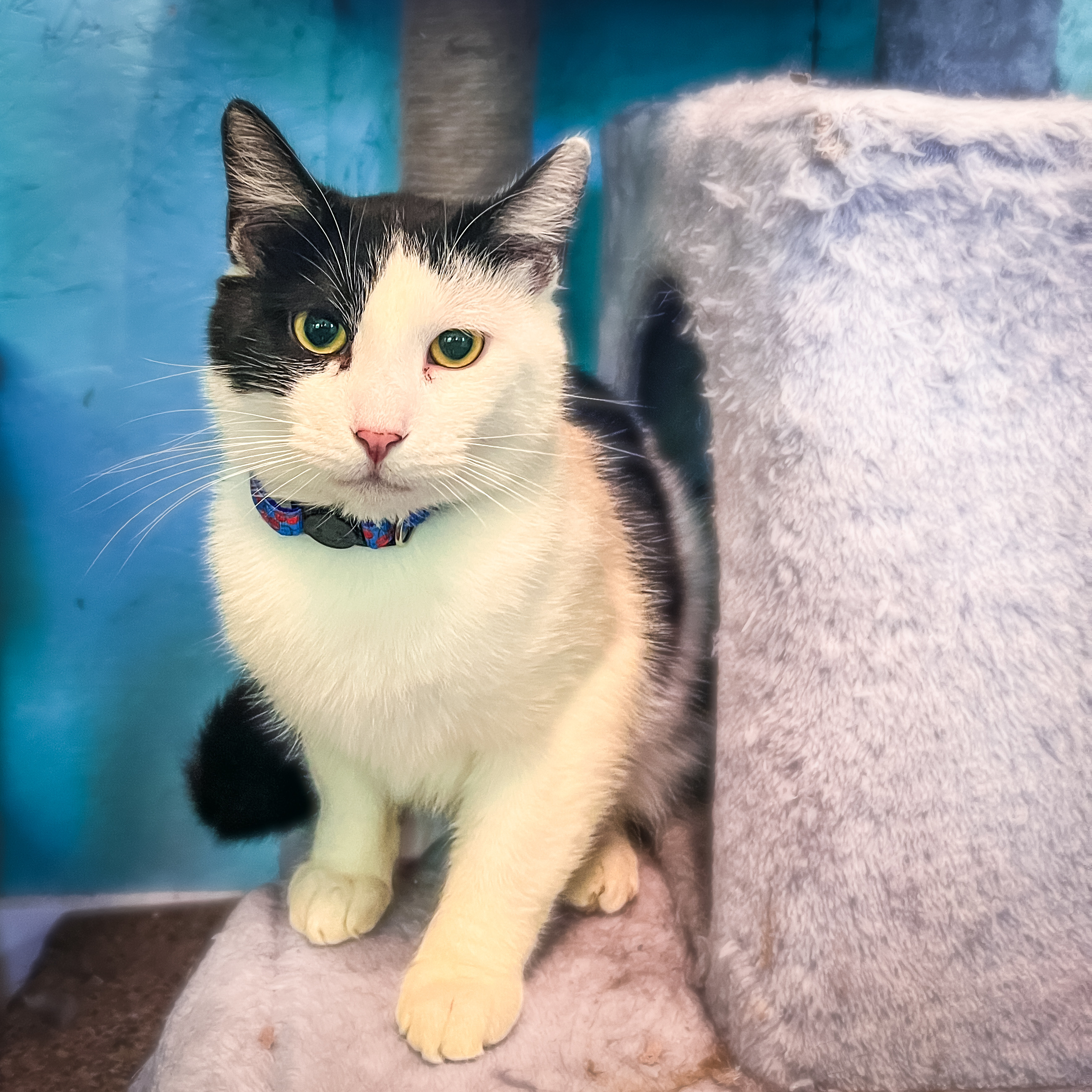 Pongo, an adoptable Domestic Short Hair in Sherman, TX, 75090 | Photo Image 5