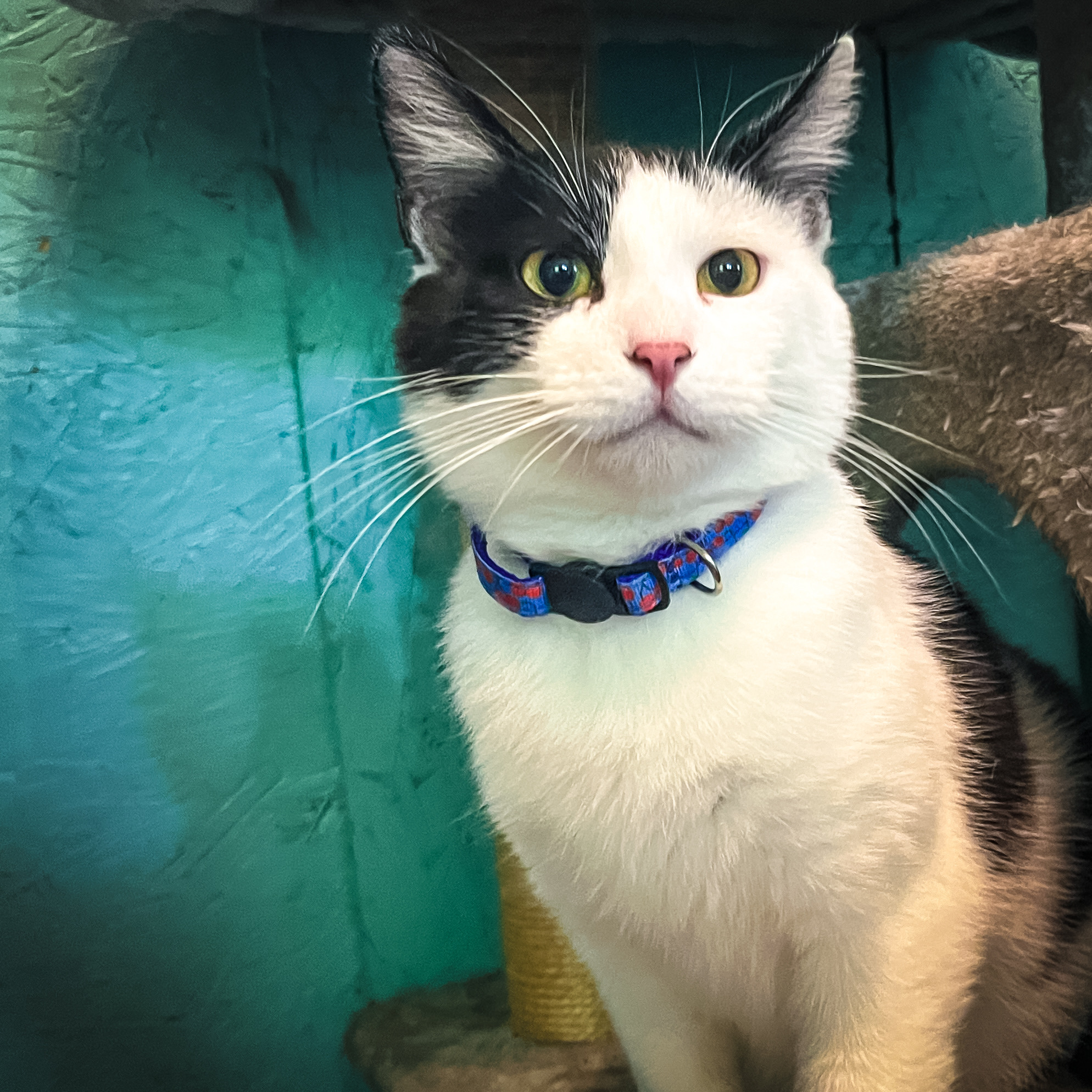 Pongo, an adoptable Domestic Short Hair in Sherman, TX, 75090 | Photo Image 2