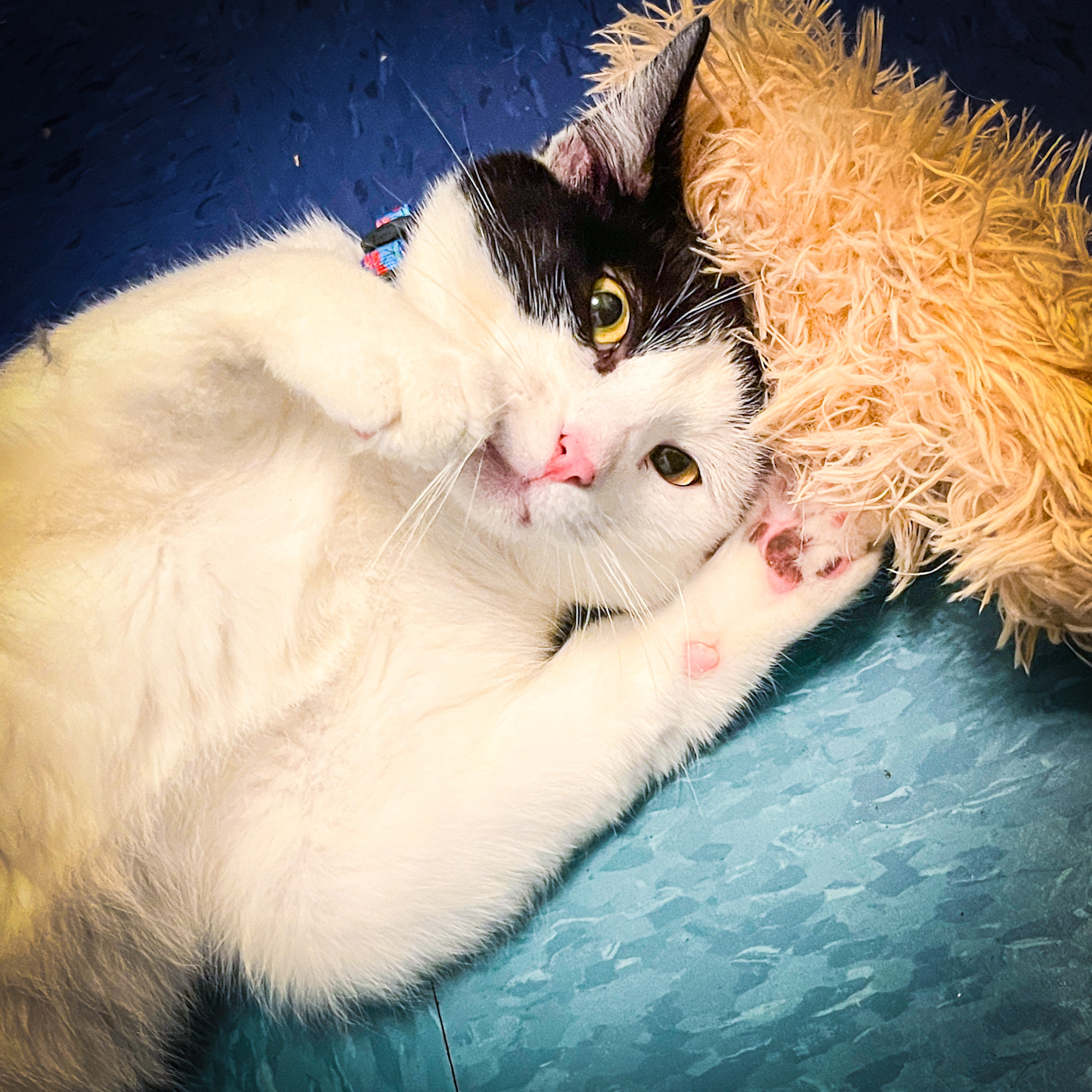 Pongo, an adoptable Domestic Short Hair in Sherman, TX, 75090 | Photo Image 3