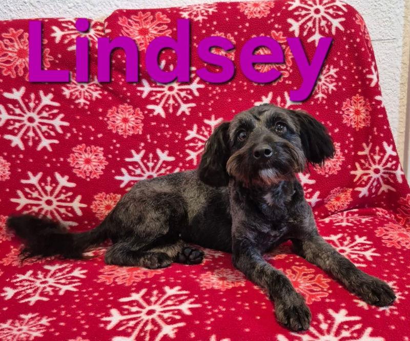Lindsey, Adopted, Adult Female Schnauzer & Poodle.