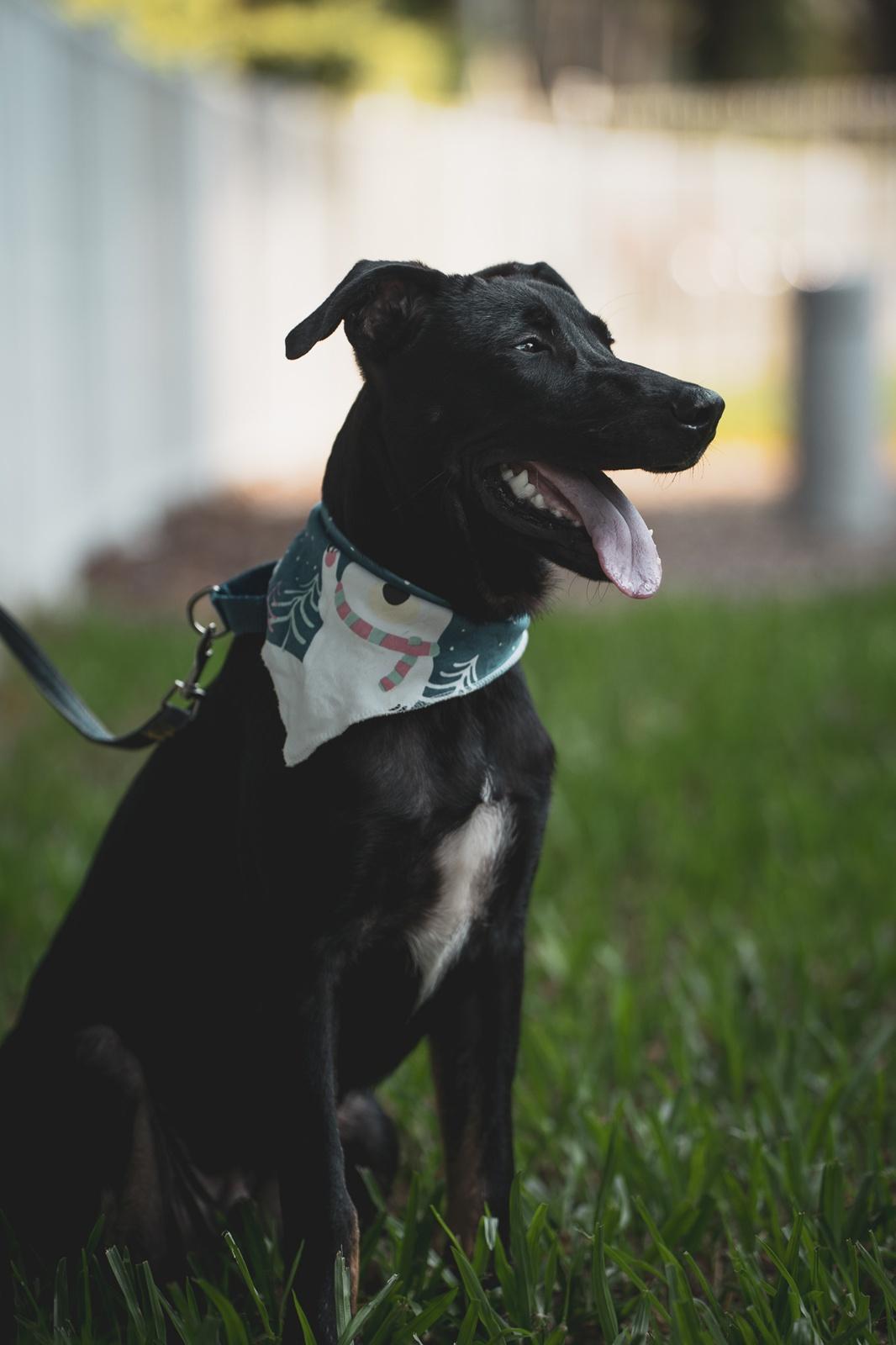 Enlarge Roscoe, a Adoptable mixed breed in San Mateo, CA image 2/6