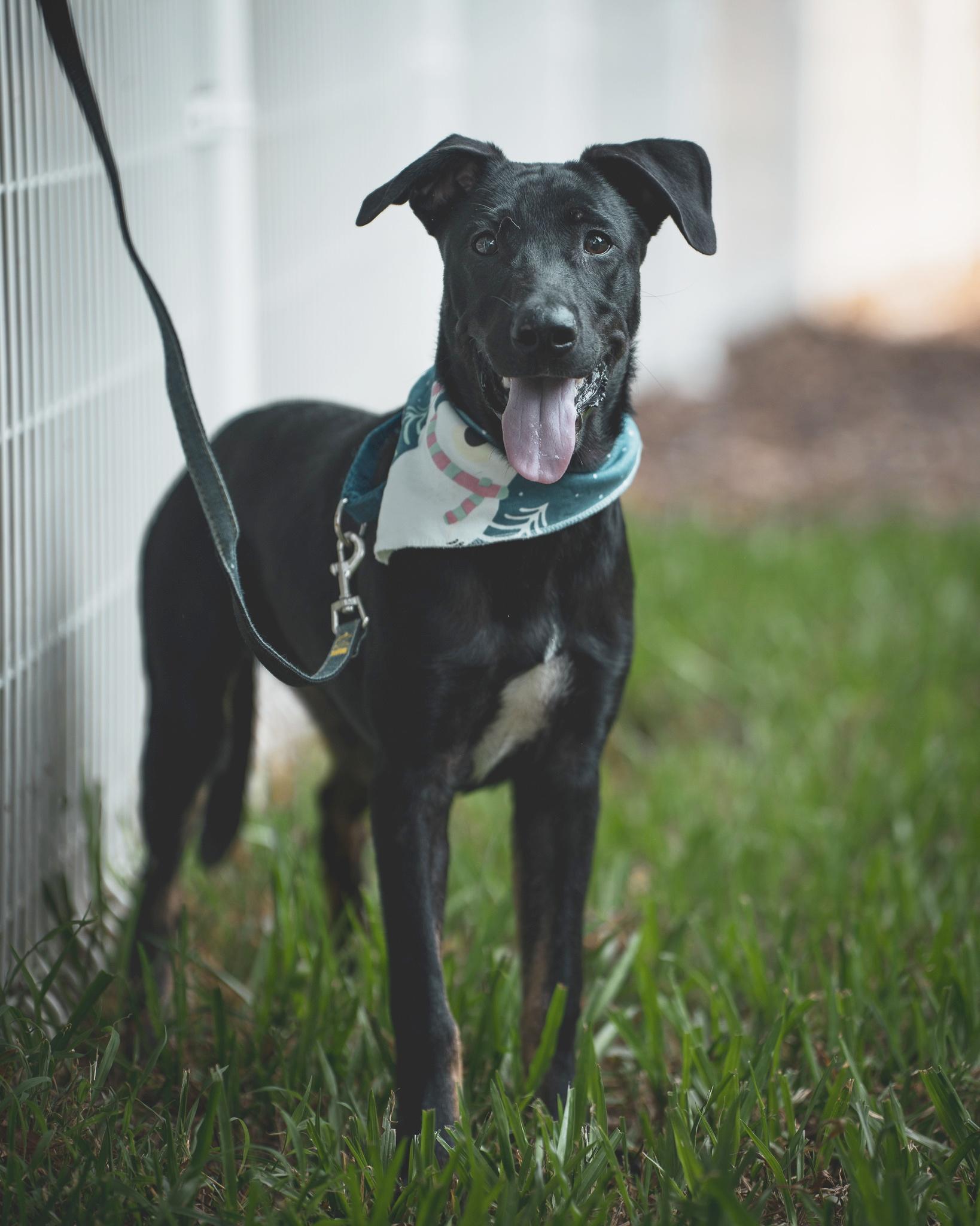 Roscoe