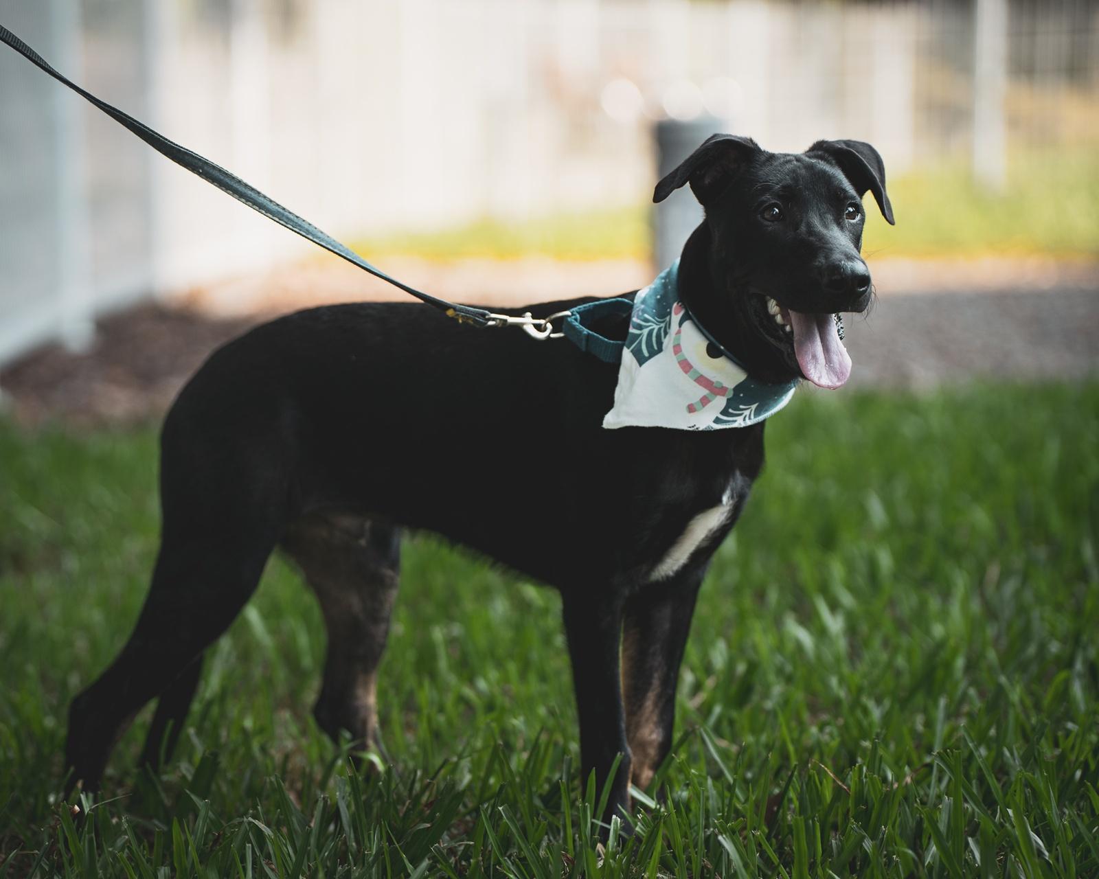Enlarge Roscoe, a Adoptable mixed breed in San Mateo, CA image 3/6