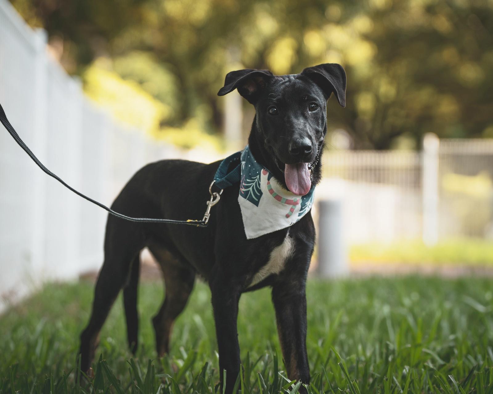 Enlarge Roscoe, a Adoptable mixed breed in San Mateo, CA image 4/6
