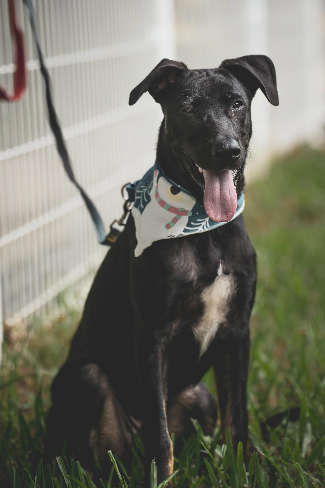Enlarge Roscoe, a Adoptable mixed breed in San Mateo, CA image 5/6