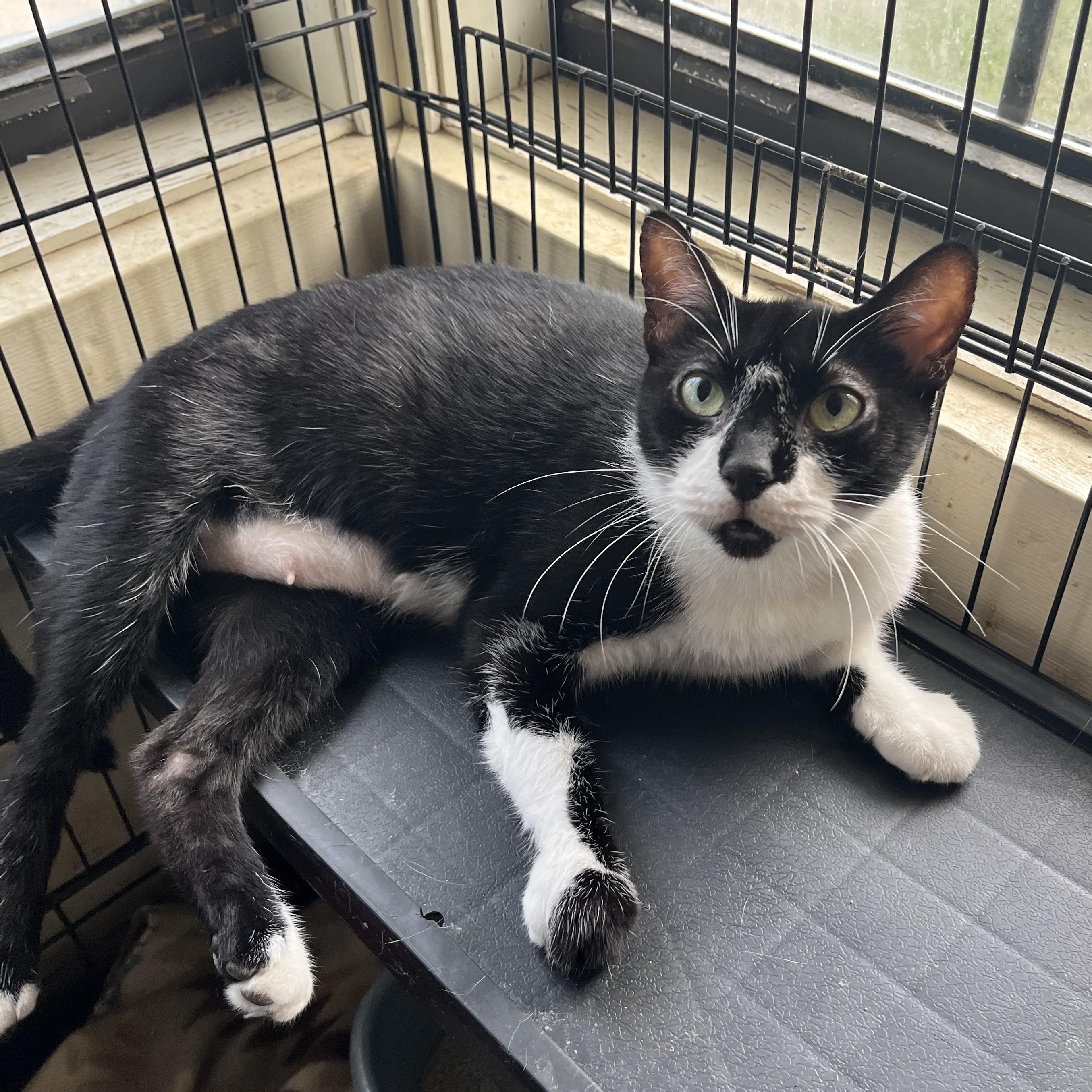 Janie, ADOPTABLE, Adult Female Domestic Short Hair.