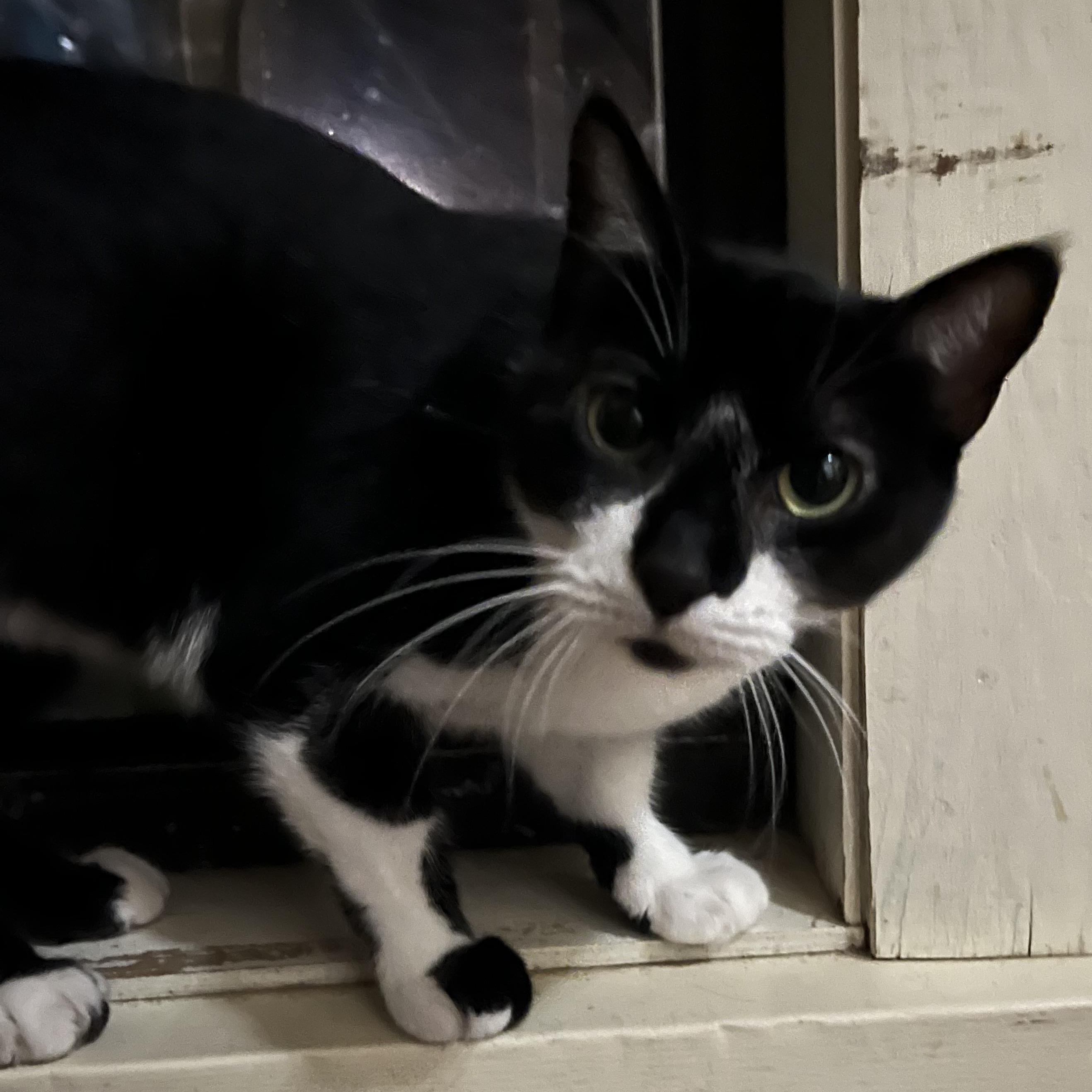 Enlarge Janie, a Adoptable Domestic Short Hair in Hammond, LA image 1/5