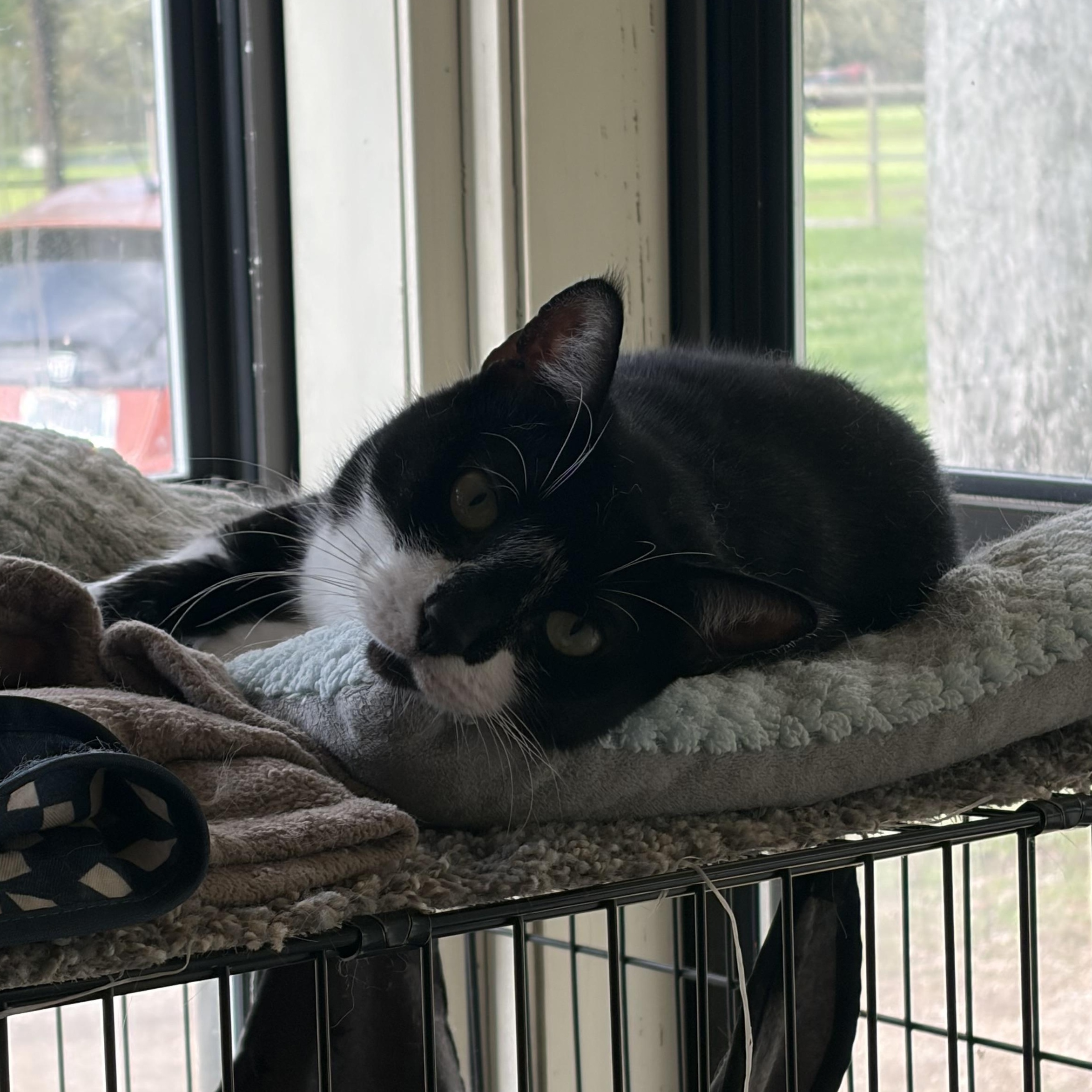 Enlarge Janie, a Adoptable Domestic Short Hair in Hammond, LA image 3/3