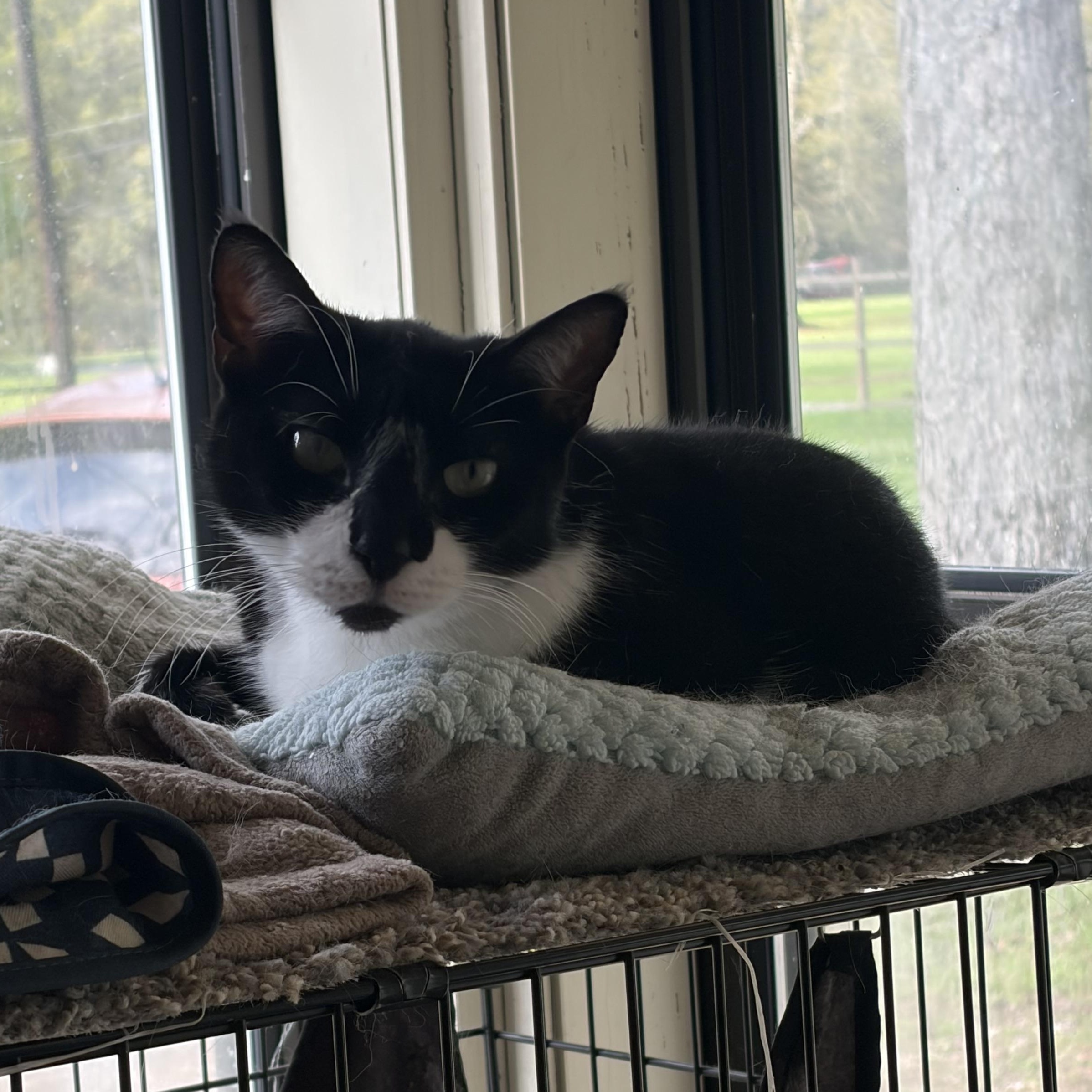 Enlarge Janie, a Adoptable Domestic Short Hair in Hammond, LA image 2/3